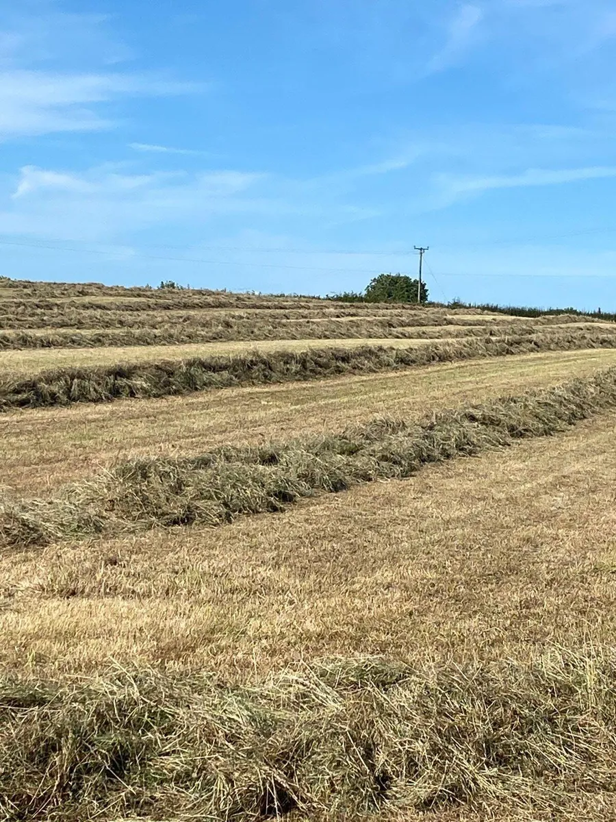 Haylage - Image 2
