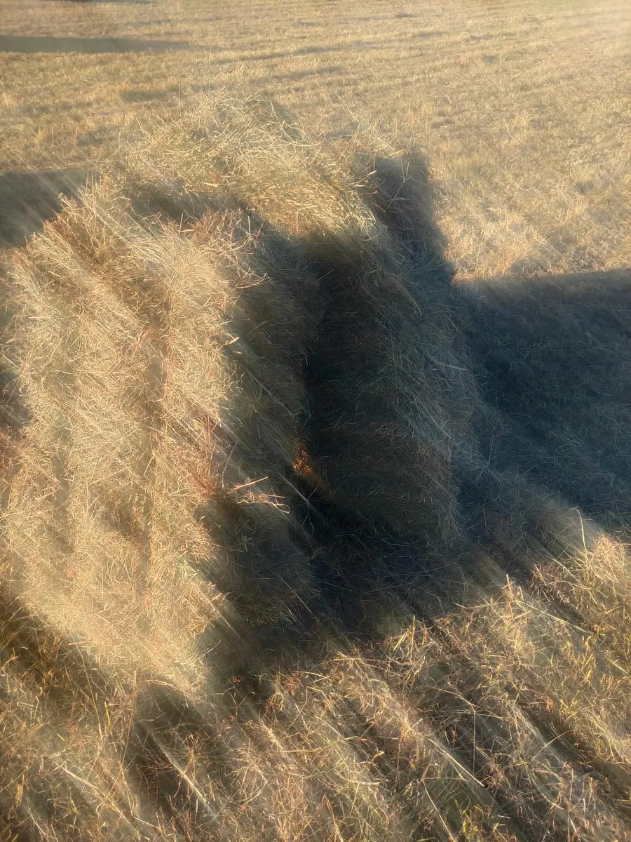 Square Bales of Hay - Image 3