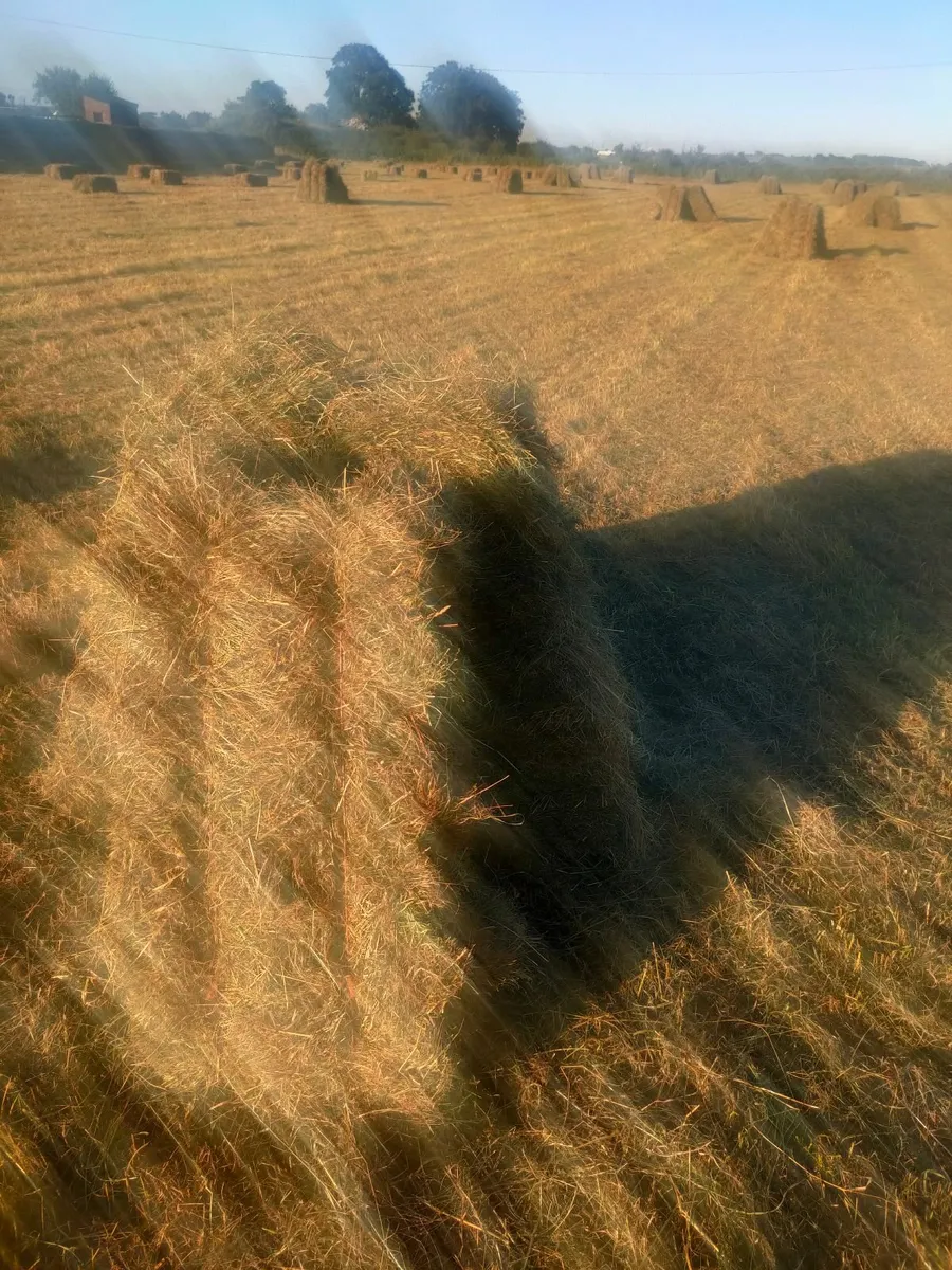 Square Bales of Hay - Image 1