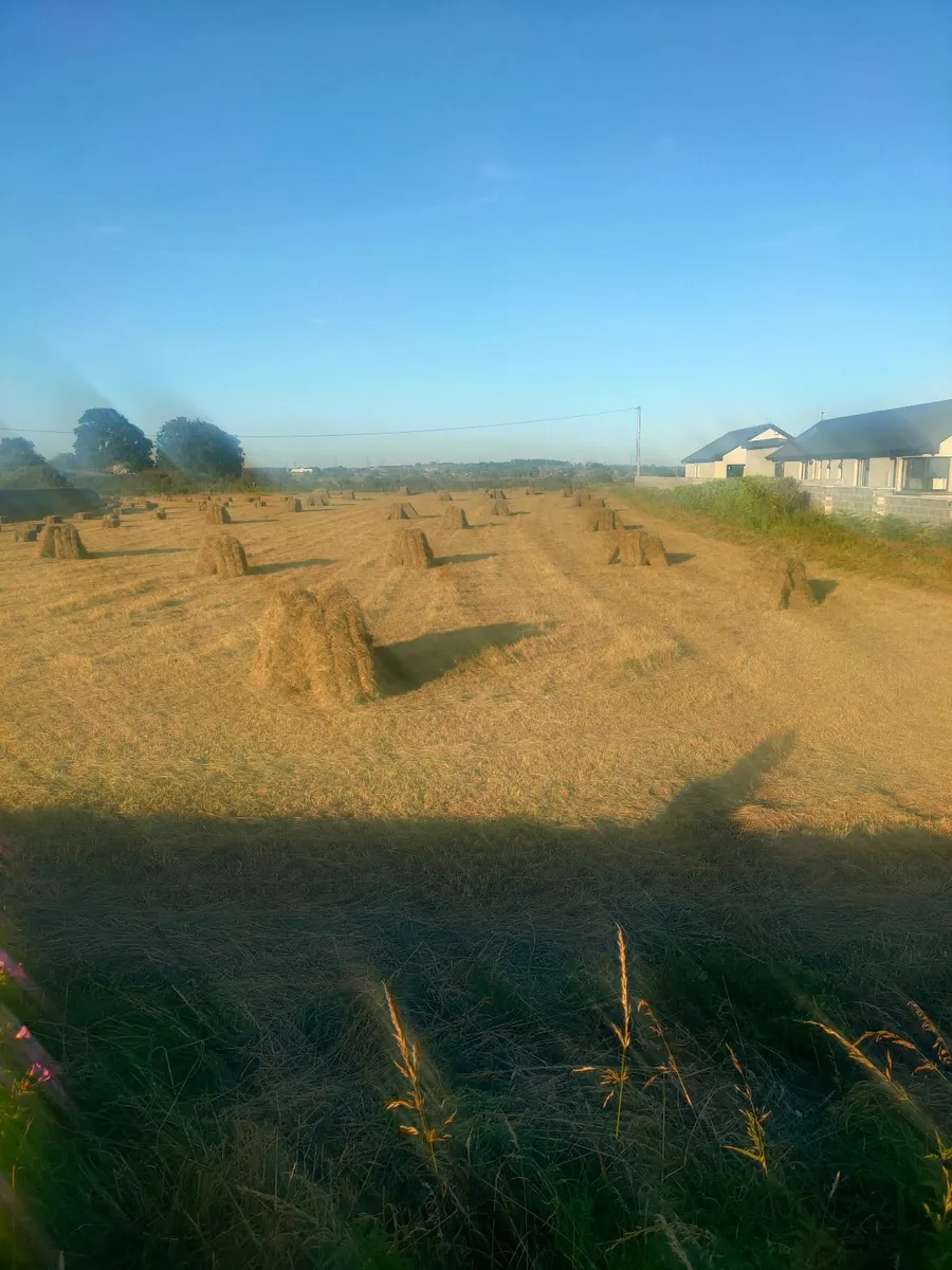 Square Bales of Hay - Image 4