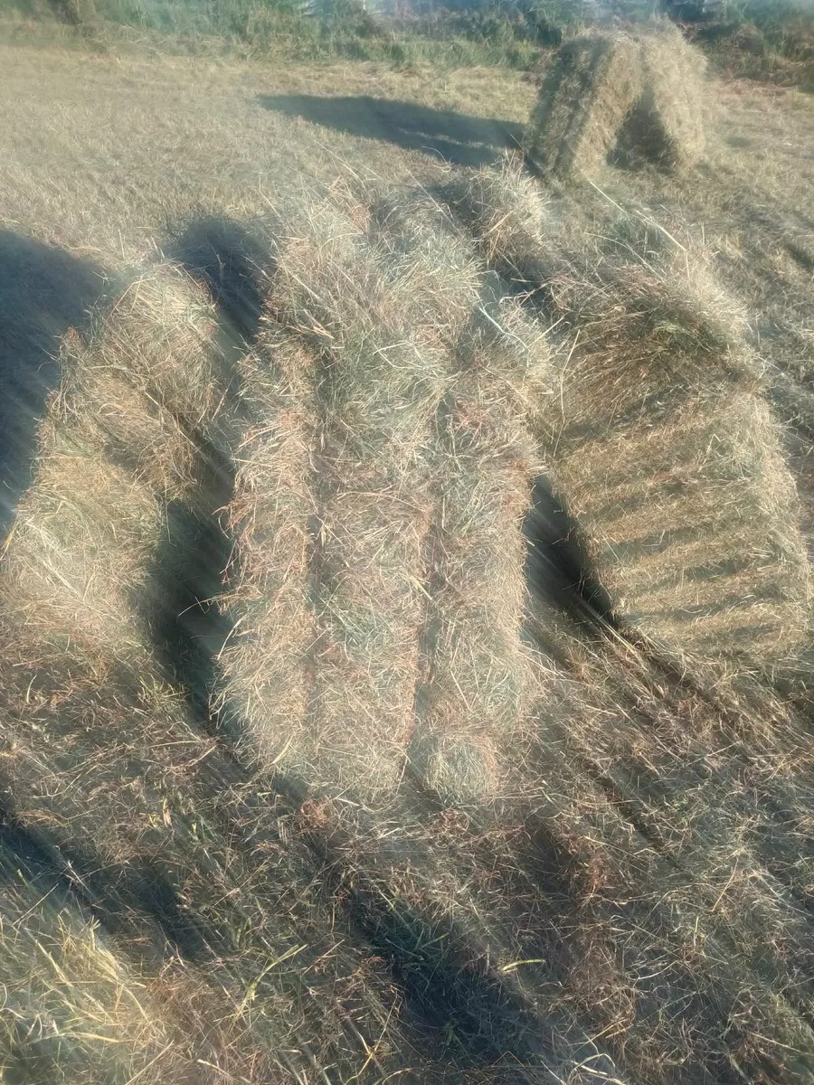 Square Bales of Hay - Image 2