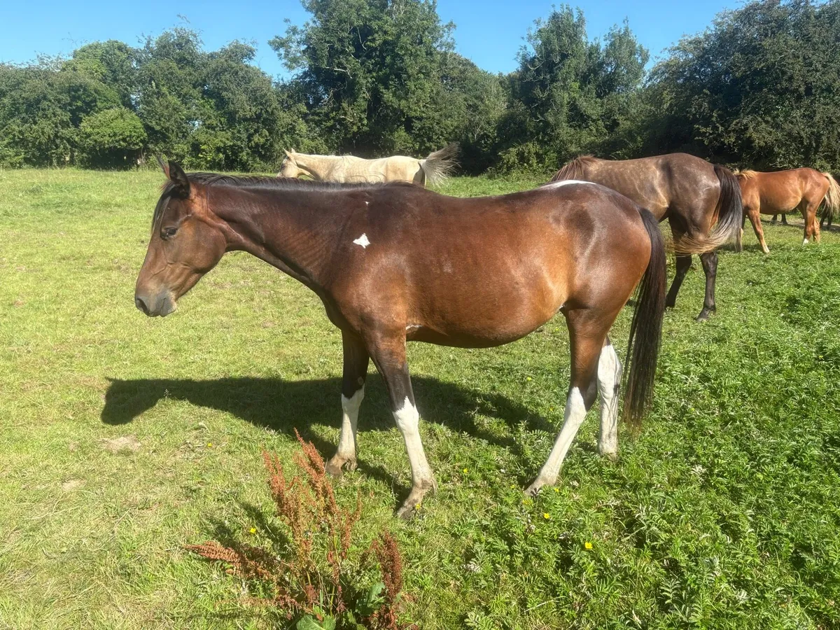 2 year old filly, trotter cob cross, 13hh approx - Image 1