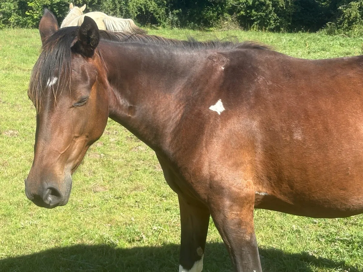 2 year old filly, trotter cob cross, 13hh approx - Image 2