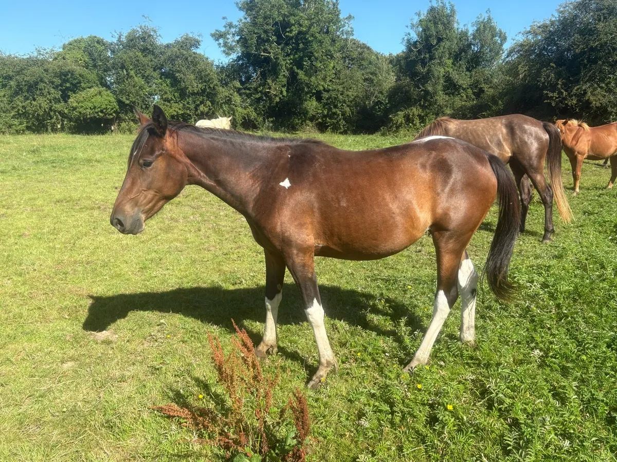 2 year old filly, trotter cob cross, 13hh approx - Image 3