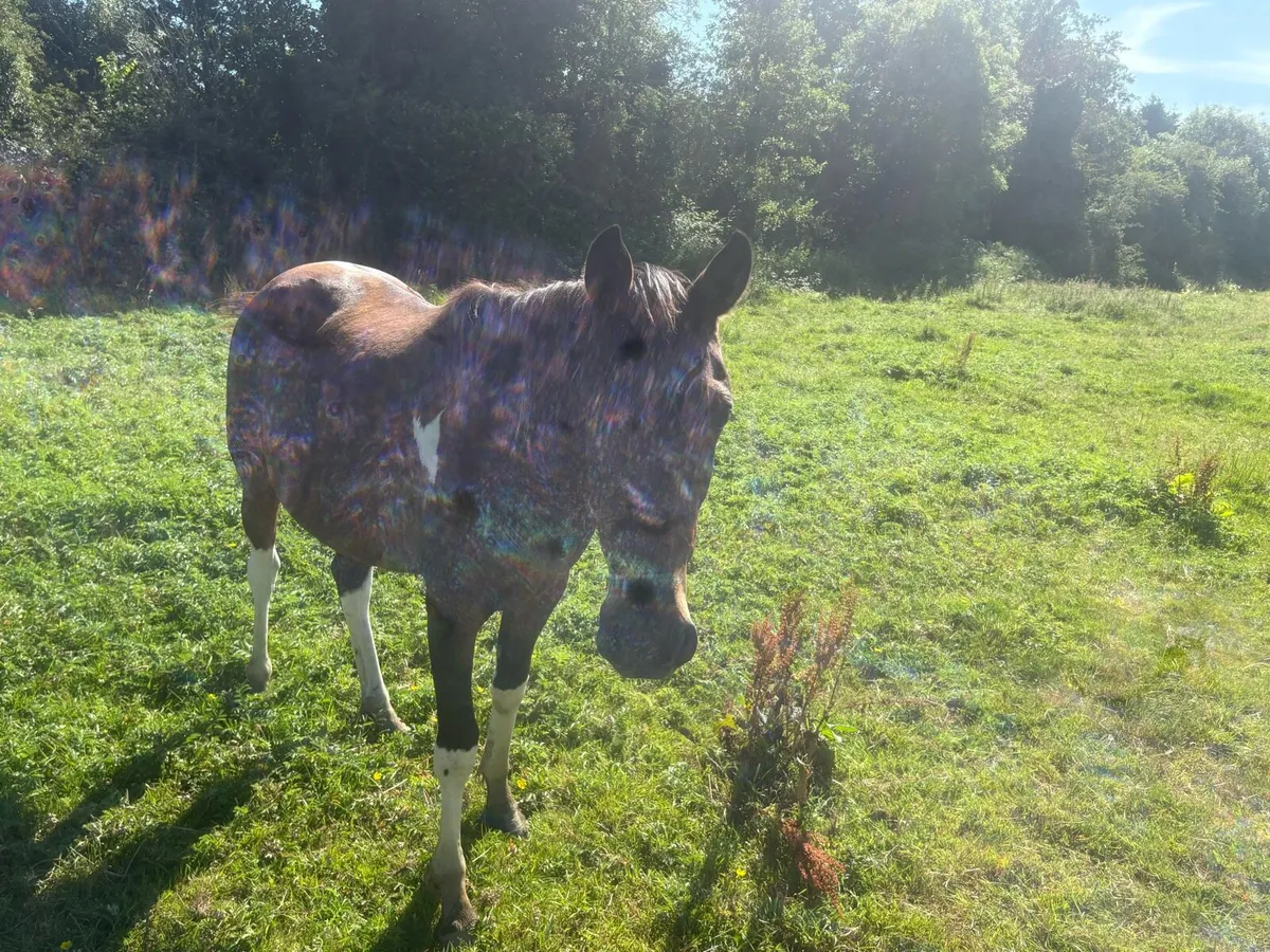 2 year old filly, trotter cob cross, 13hh approx - Image 4