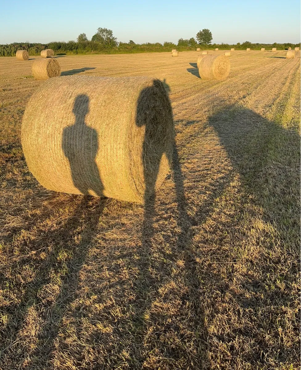 Hay for sale - Image 1