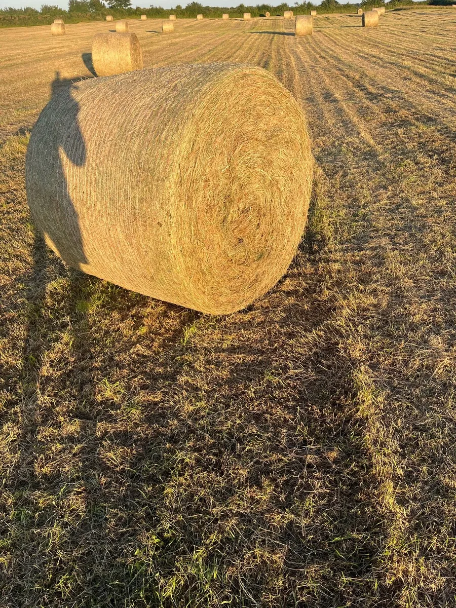 Hay for sale - Image 2