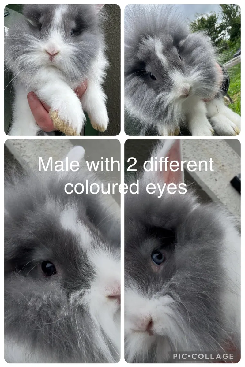 Rabbits - Image 3