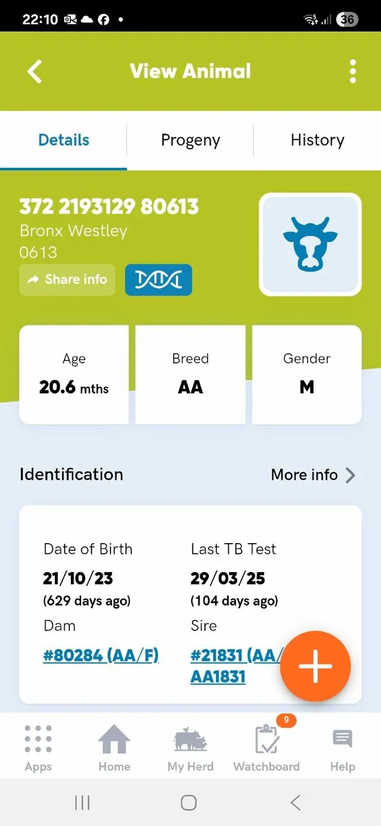 Bull - Image 4