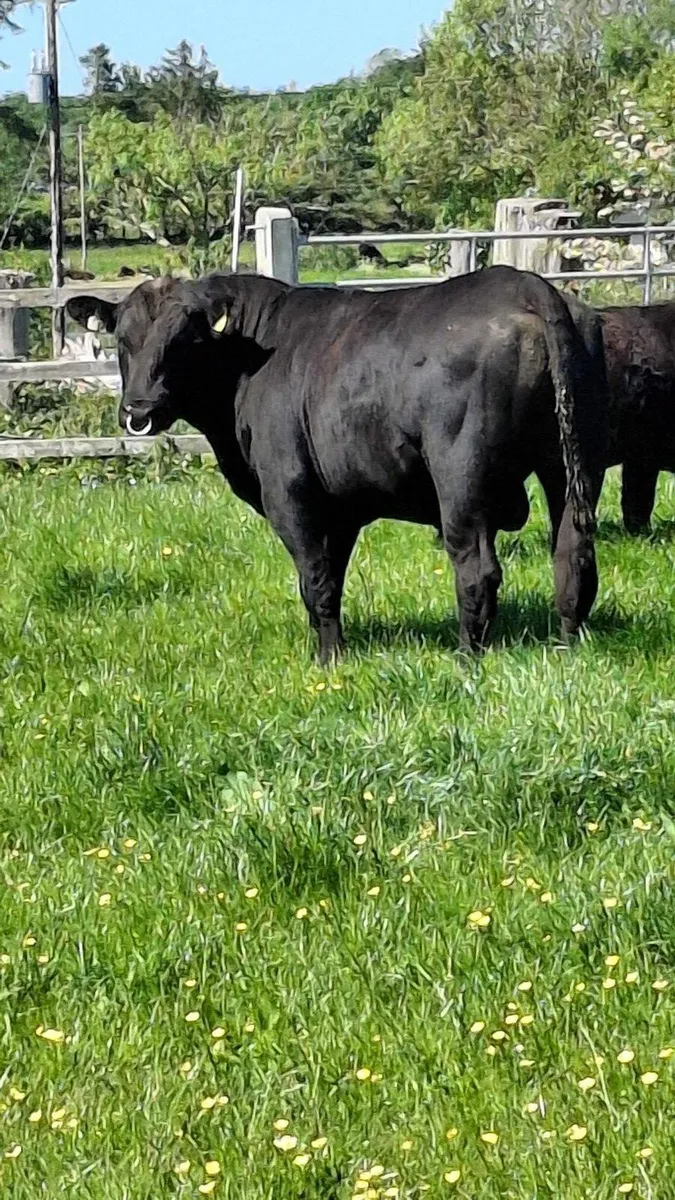 Bull - Image 1