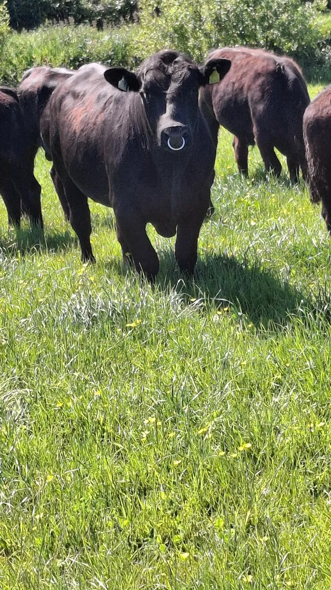 Bull - Image 2