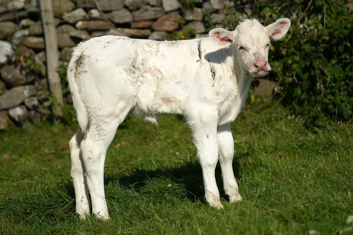 Super Cow & Calf - Image 2