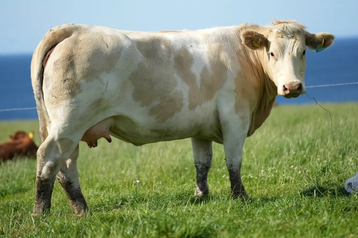 2 Super Cows & Calves - Image 3