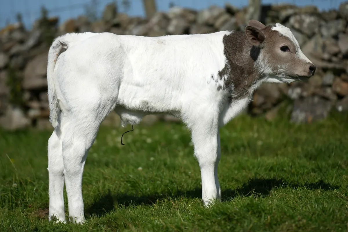 2 Super Cows & Calves - Image 4