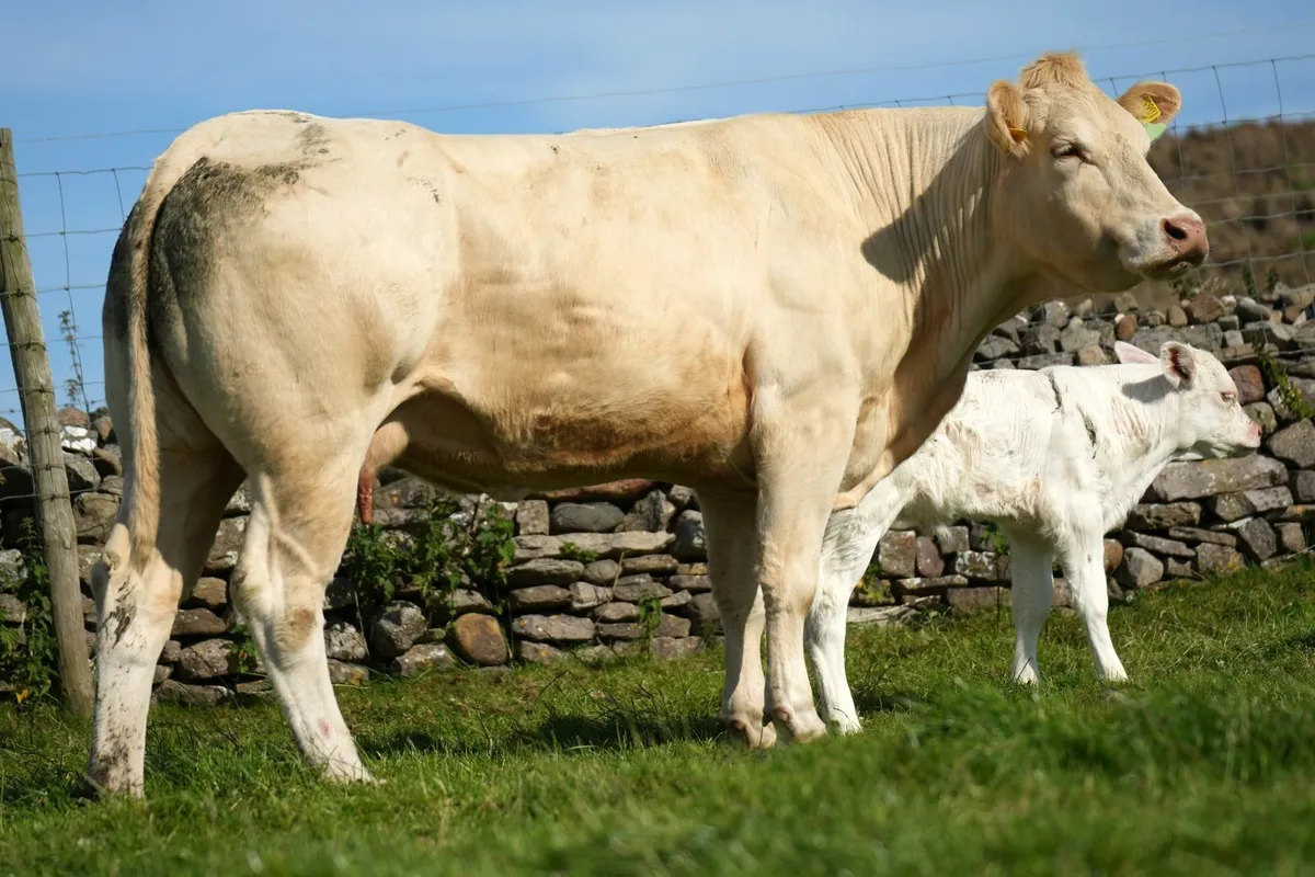 Super Cow & Calf - Image 3