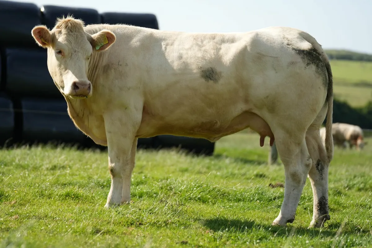 Super Cow & Calf - Image 4
