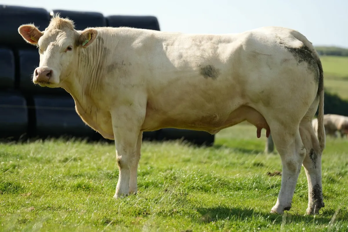 Super Cow & Calf - Image 1