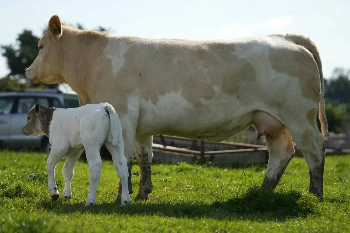 2 Super Cows & Calves - Image 1