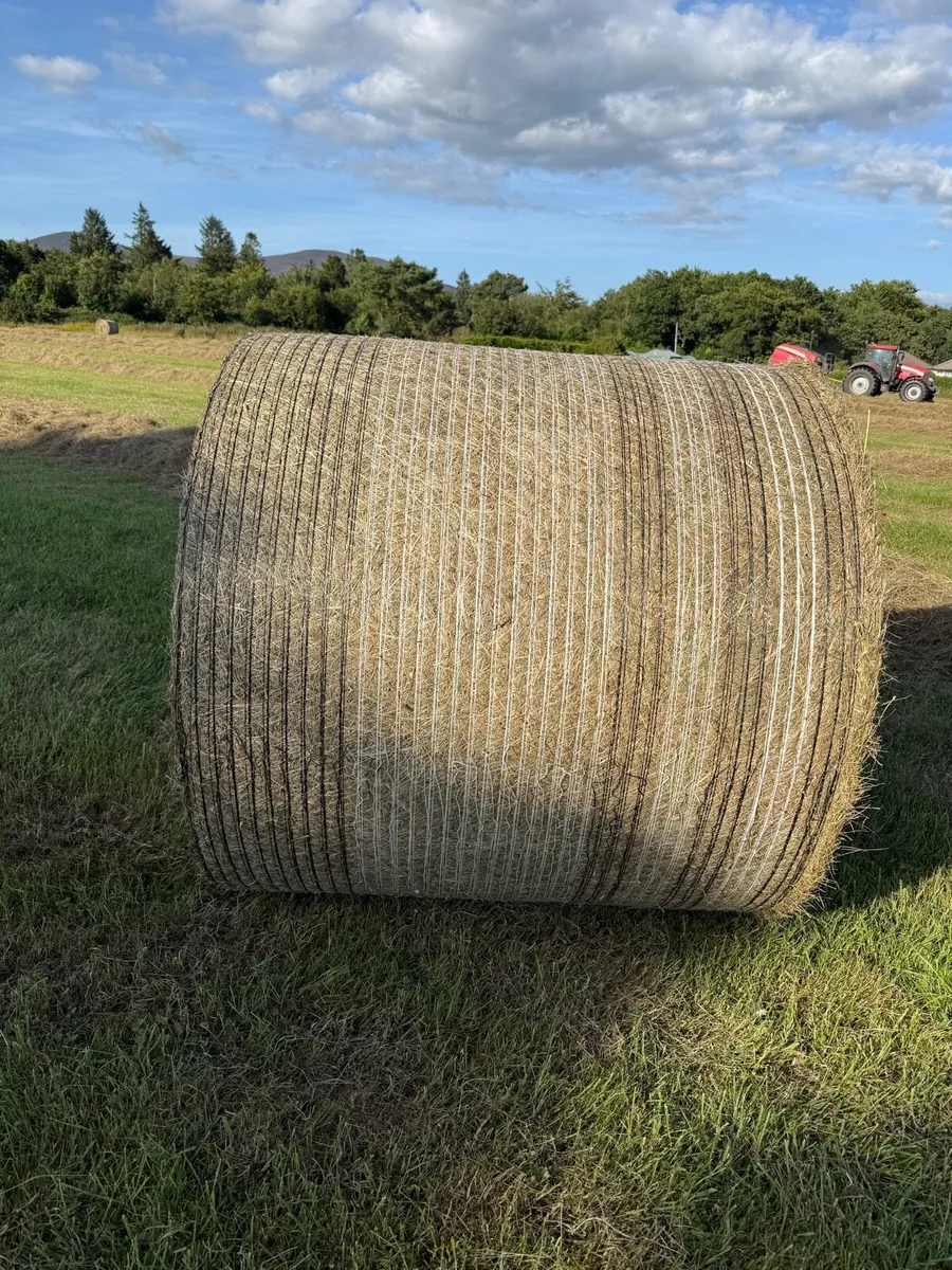 Hay *For Sale* 100 Bales - Image 2