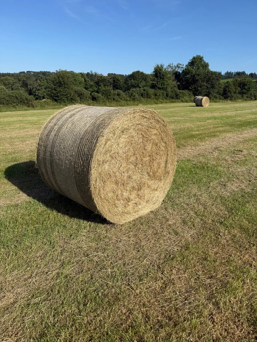 Hay *For Sale* 100 Bales - Image 3