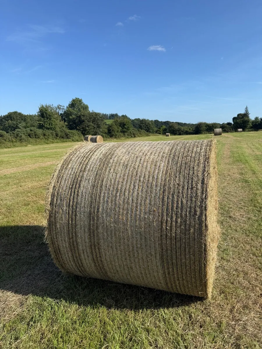 Hay *For Sale* 100 Bales - Image 4