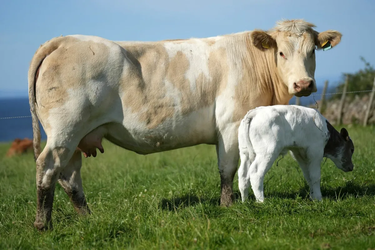 2 Super Cows & Calves - Image 2