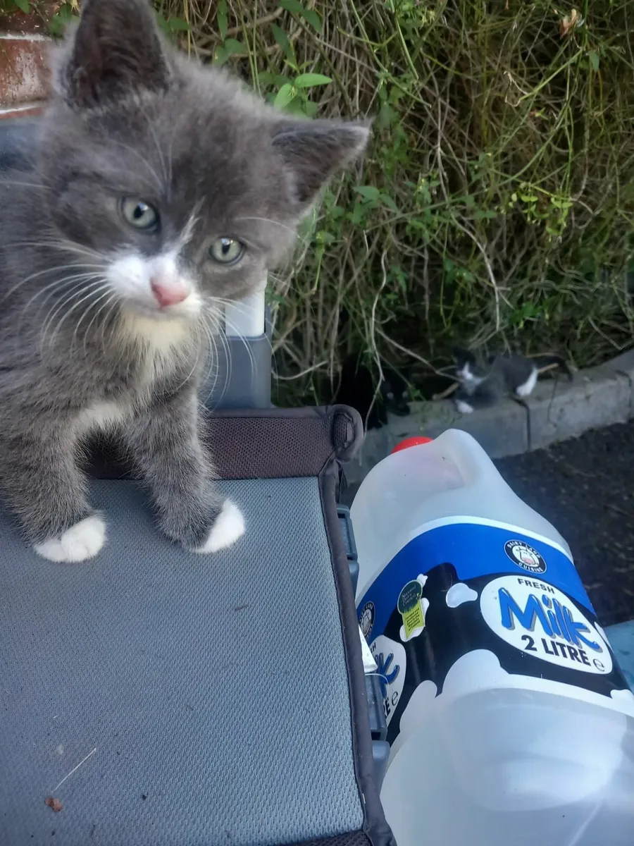 Kittens - Image 3