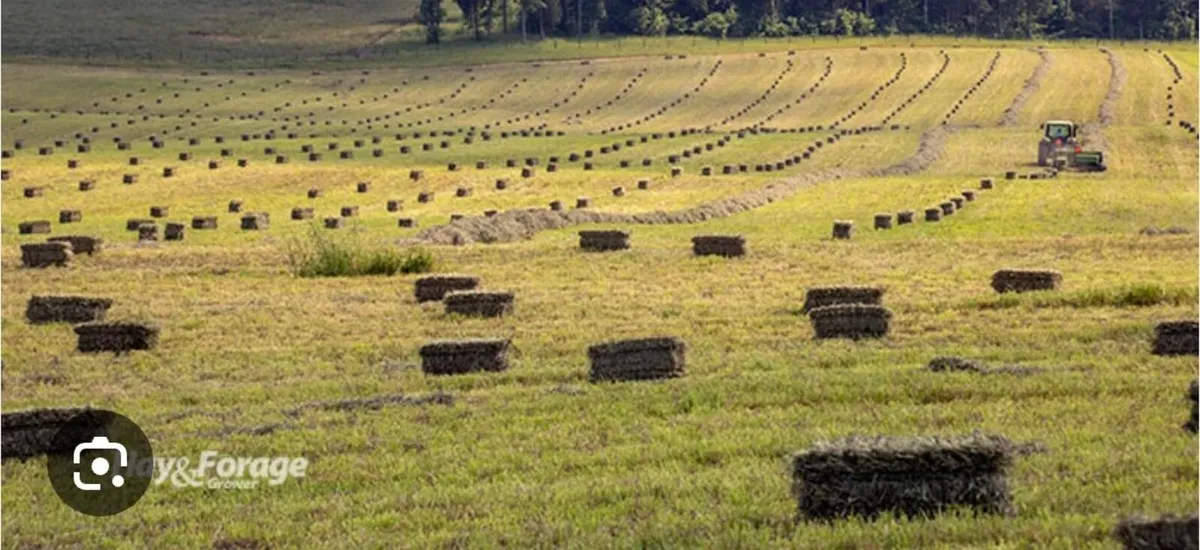 Quality Hay for sale - Image 2