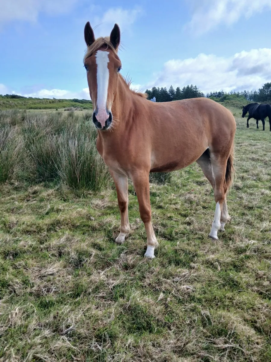 2 year old ID Filly - Image 1