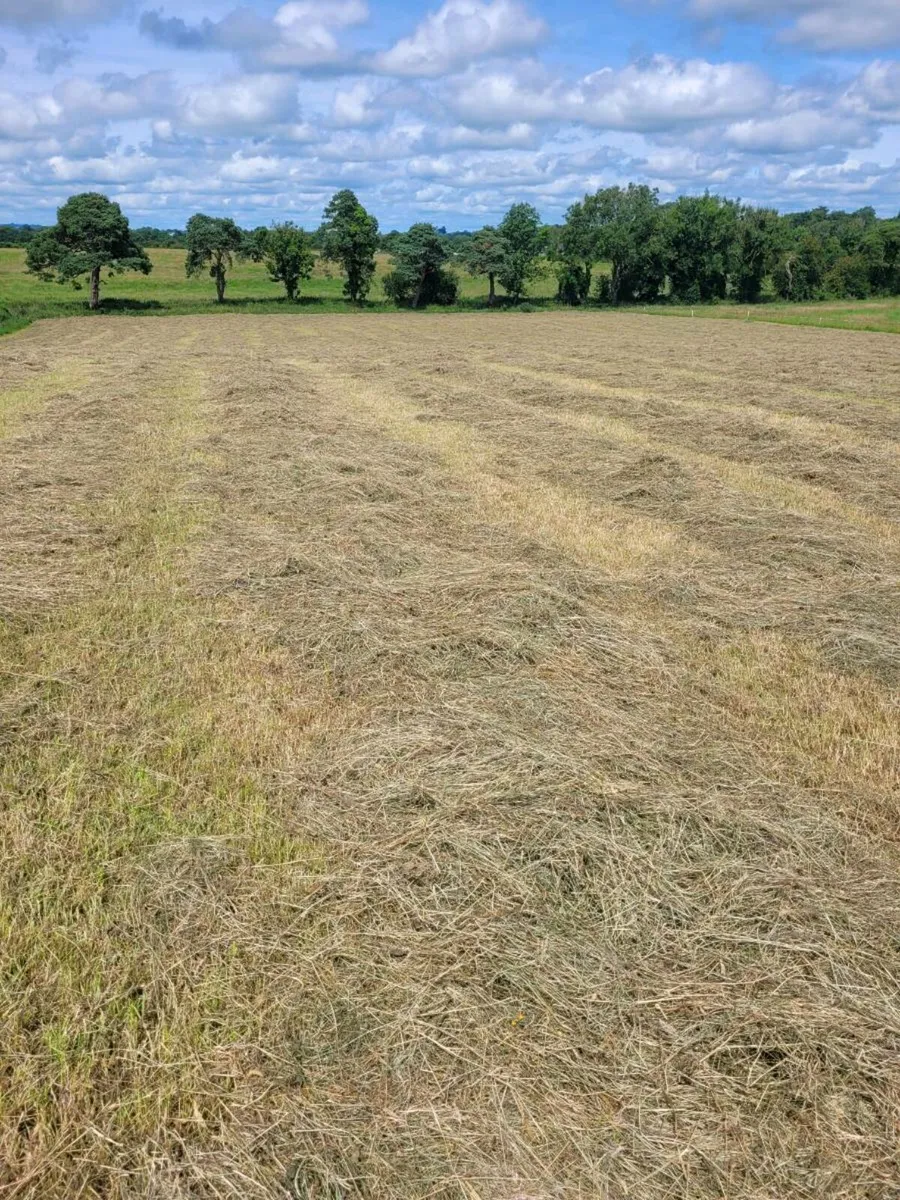 Hay - Image 1