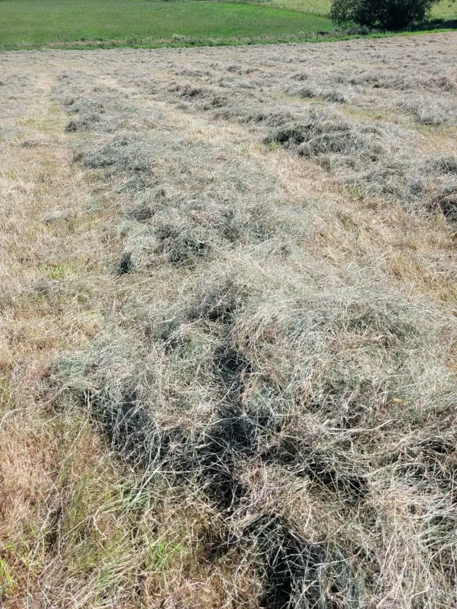 Hay - Image 2