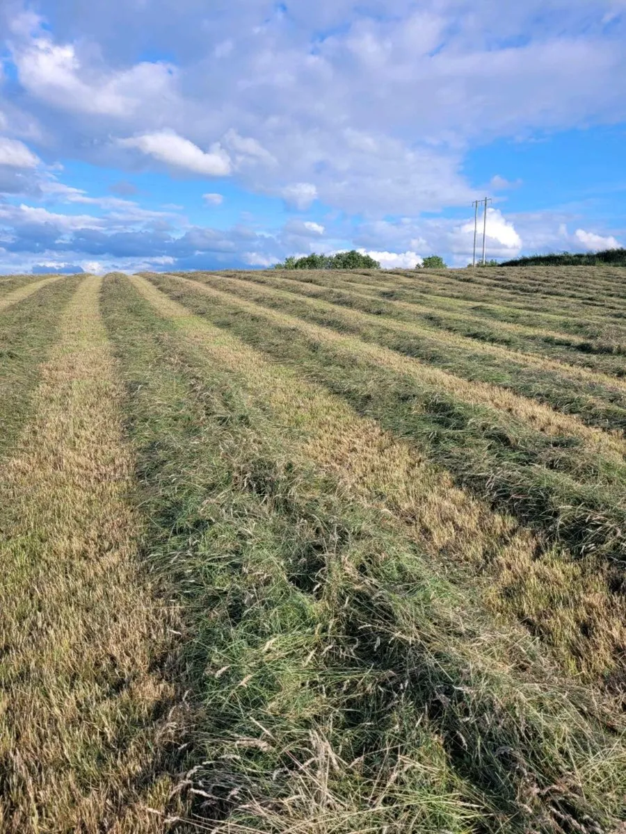 Hay - Image 3