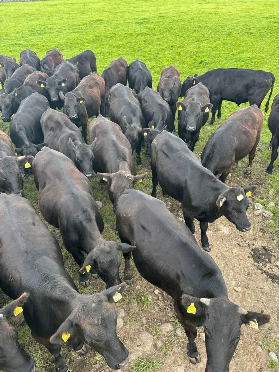 AAX BULLOCKS - Image 1