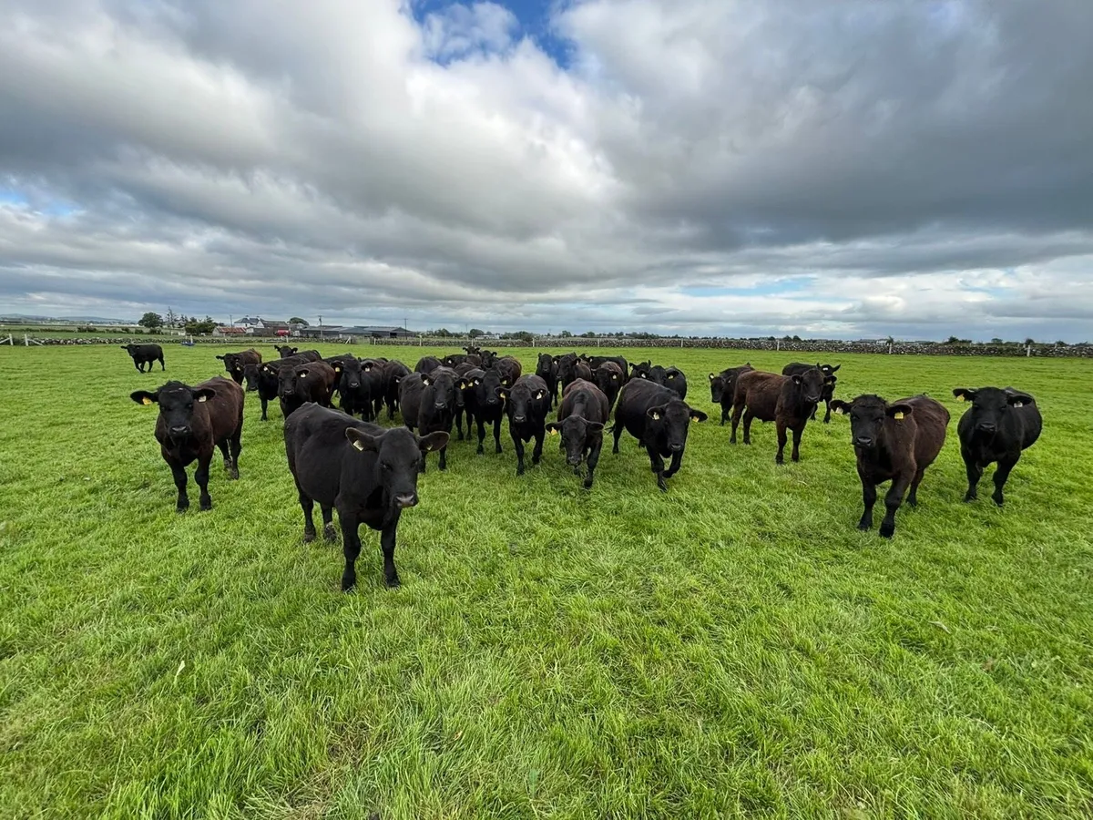 AAX BULLOCKS - Image 2