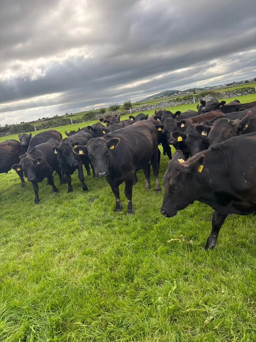 AAX BULLOCKS - Image 3