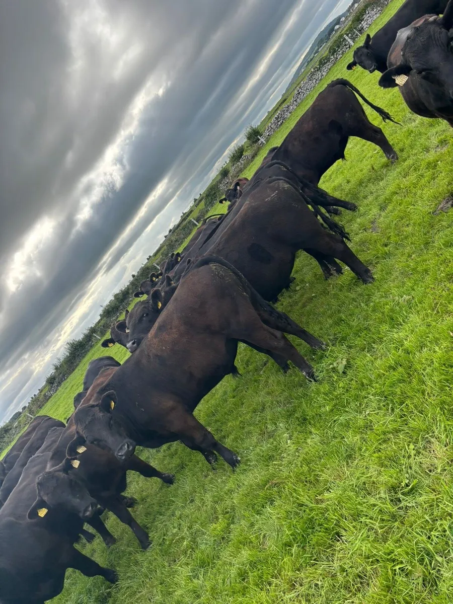 AAX BULLOCKS - Image 4