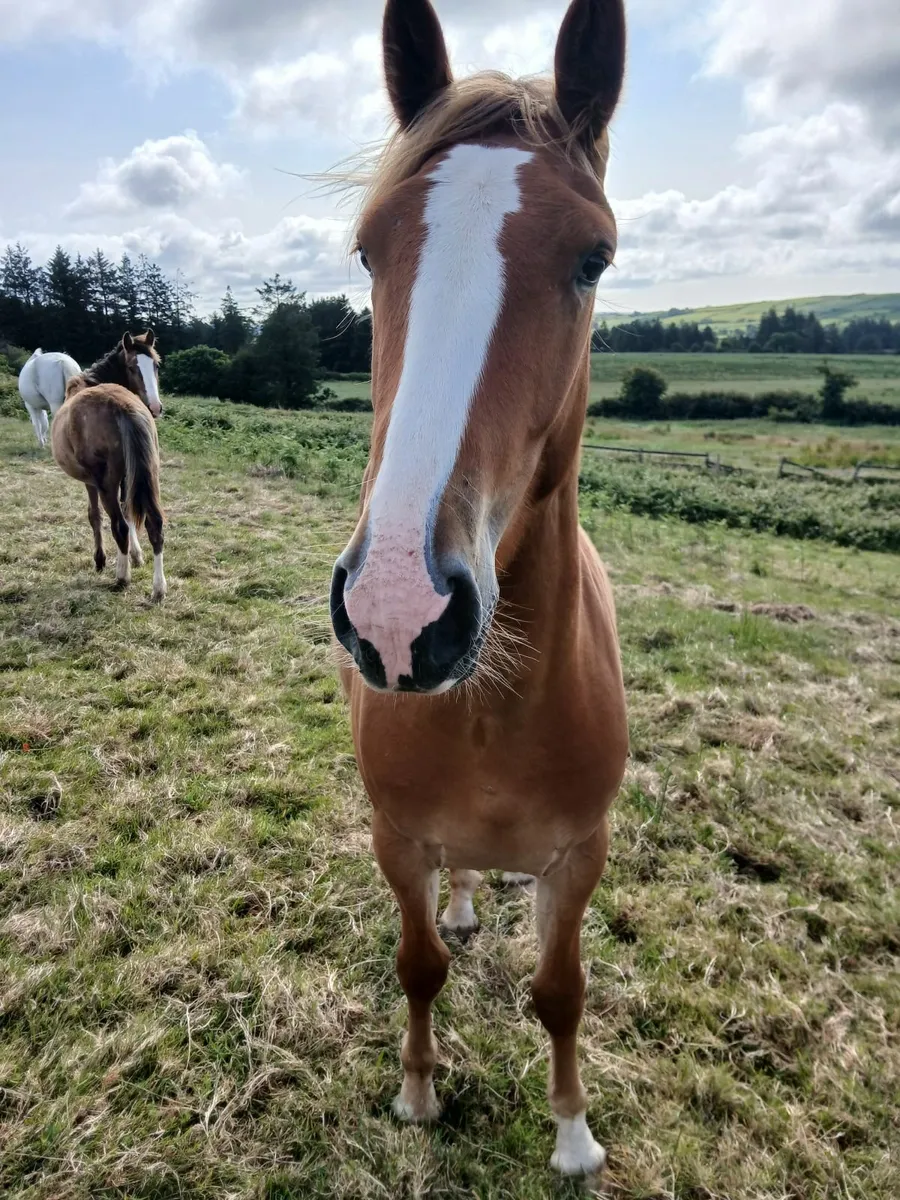 2 year old ID Filly - Image 2