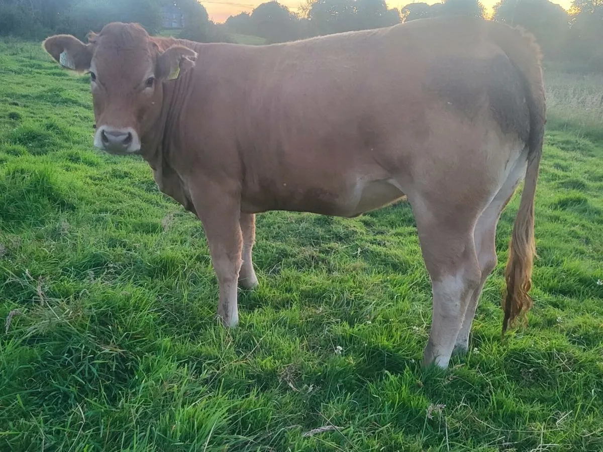 ** Purebred limousine heifer ** - Image 1