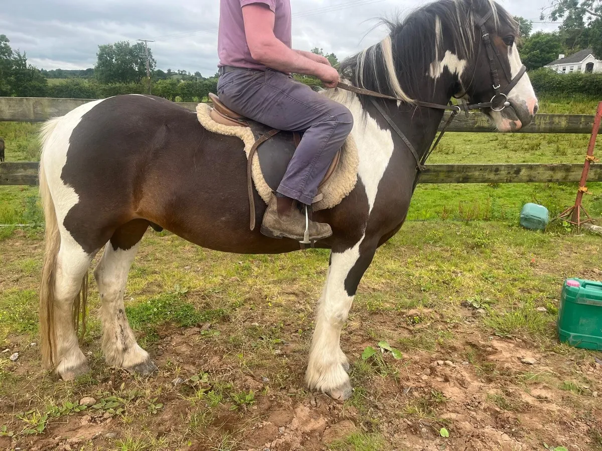 Horse - Image 1