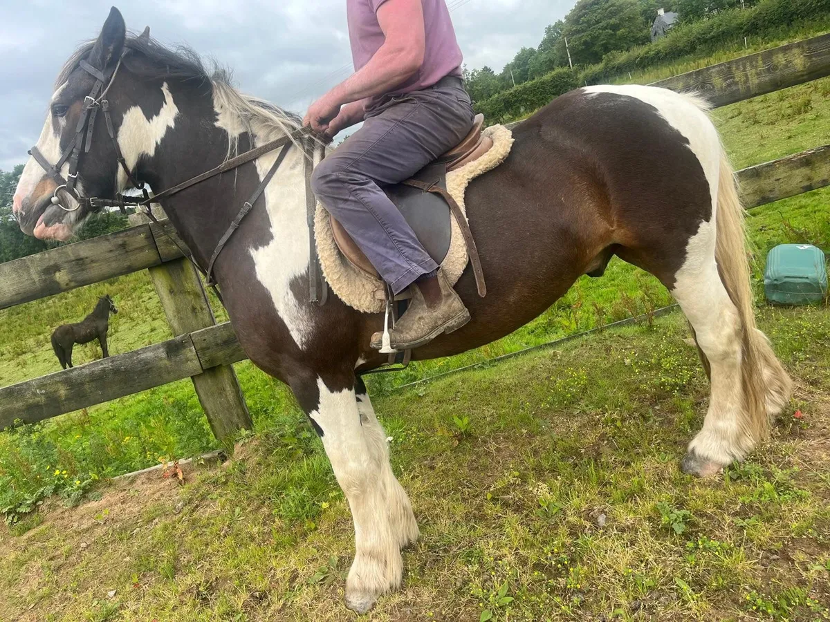 Horse - Image 2