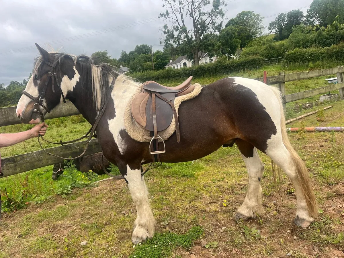 Horse - Image 4