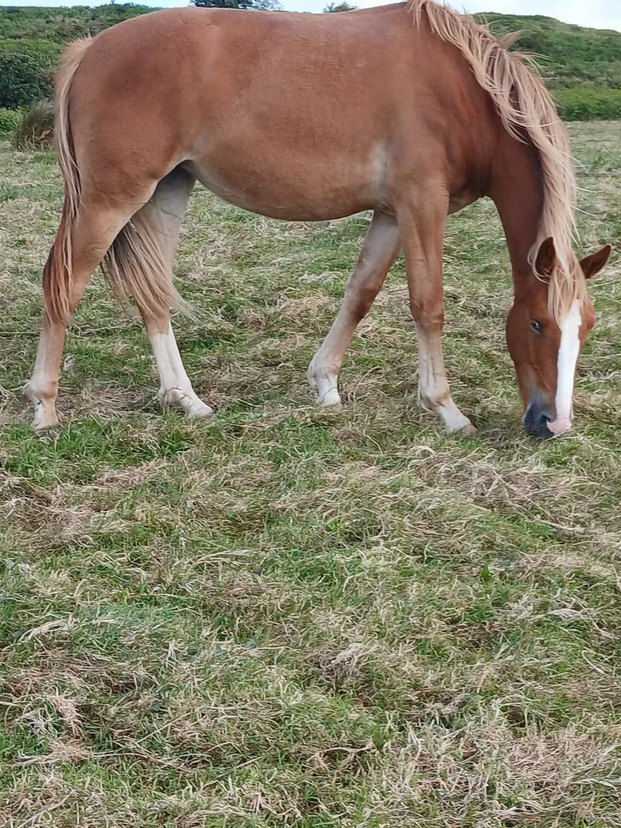 2 year old ID Filly - Image 3