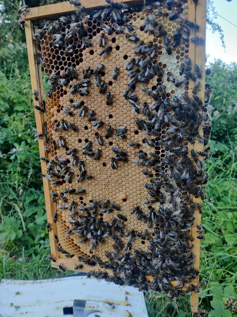 6 Frame Nuc, Amm Super Q Breeder Queen - Image 1