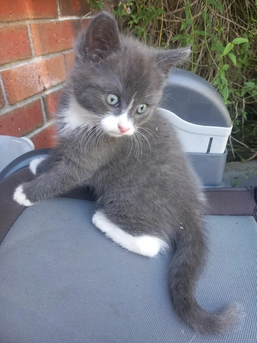 Kittens - Image 1