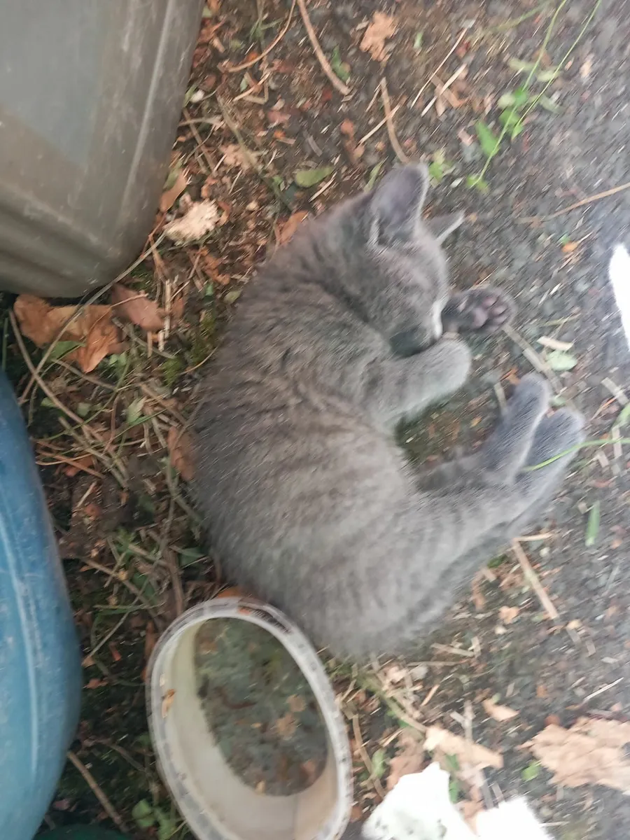 Kittens - Image 2