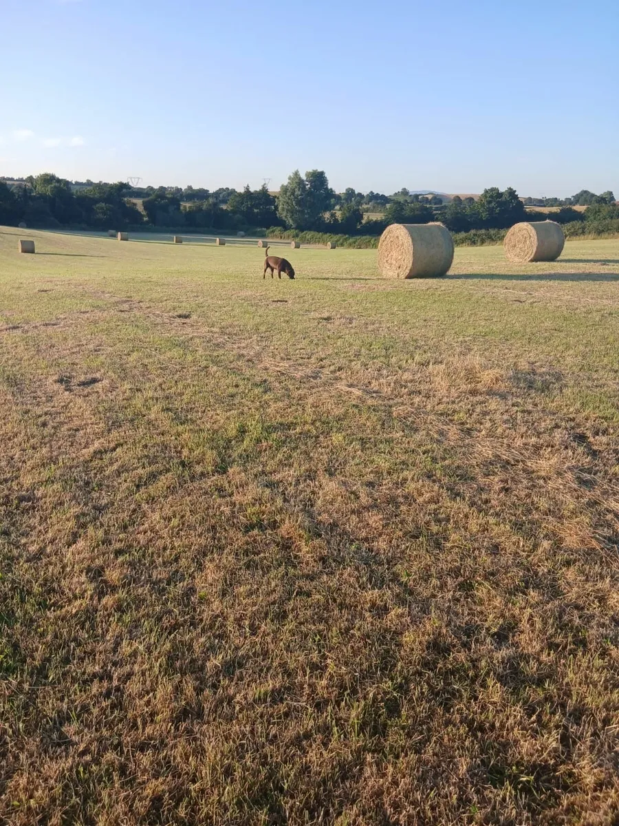 Hay Organic  Certified - Image 2