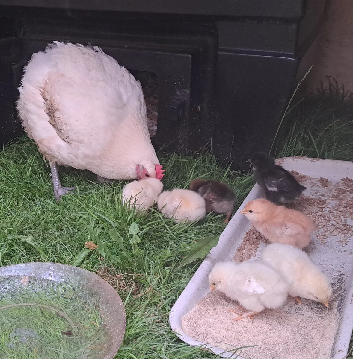 Mixed Breed Chicks Hatched From Mother Hen ‼️ - Image 1