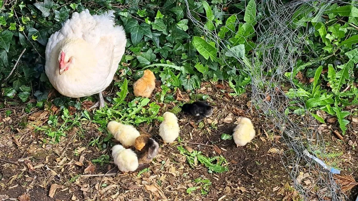 Mixed Breed Chicks Hatched From Mother Hen ‼️ - Image 3