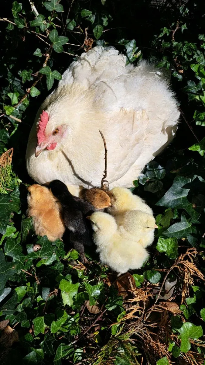Mixed Breed Chicks Hatched From Mother Hen ‼️ - Image 2