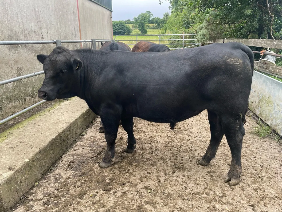 Pedigree Angus Bulls - Image 2
